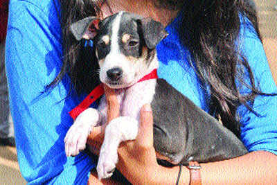 Indian dogs find loving homes in Chennai