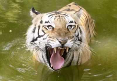 Poachers killed four tigers together at Melghat