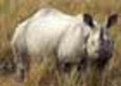 Rhinos falling prey to greed