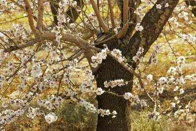 The Almond Tree: In search of peace