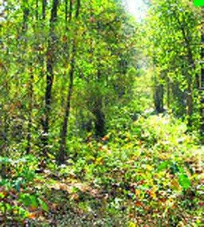 Cabinet clears Rs 13,000 crore project to increase forest cover