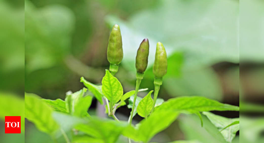 Health Benefits Of Curry Leaves Lower Cholesterol Black Hair Healthy Digestion Etc Curry Leaves Benefits