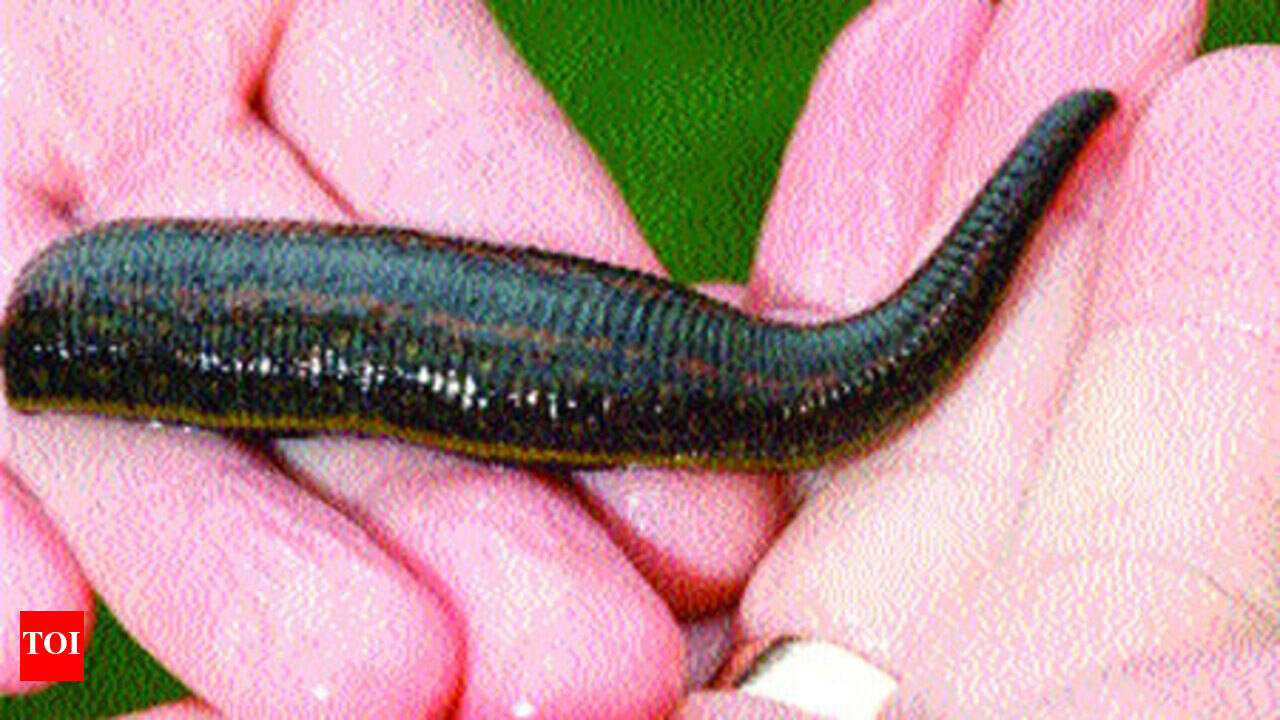 Types Of Leeches In India