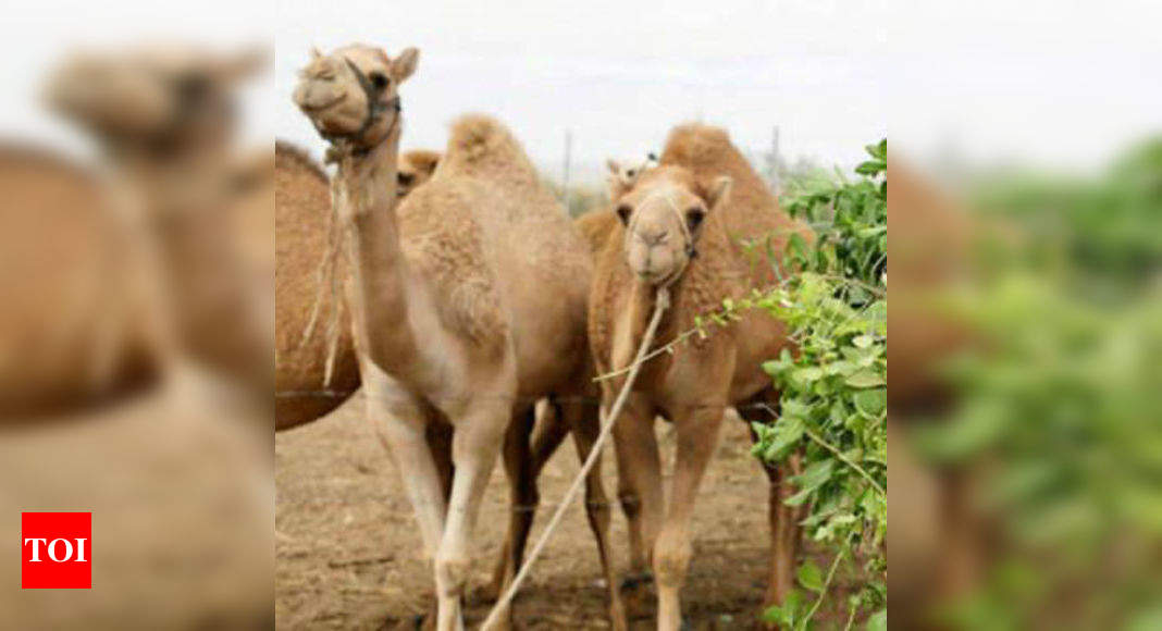 Camels To Get Heritage Status In Rajasthan Times Of India