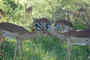Run wild at Velavadar