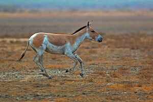 Little Rann of Kutch