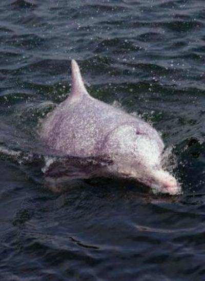 Dolphin chokes to death on plastic off Gujarat coast