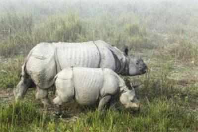 Environmentalists oppose Assam govt's move to dehorn rhino