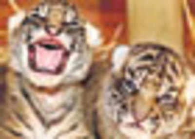 Satellite to keep eye on tiger cubs