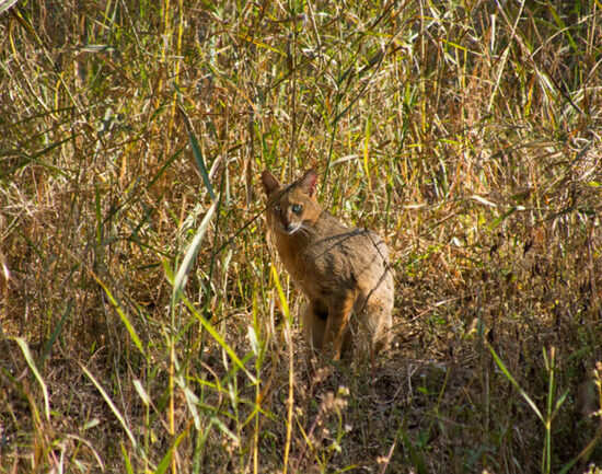 Kanha National Park