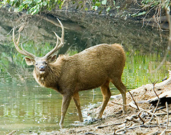 Tadoba National Park - Tadoba Tour Packages – Tadoba Jeep Safari