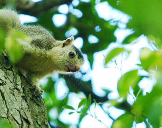 Chinnar Wildlife Sanctuary