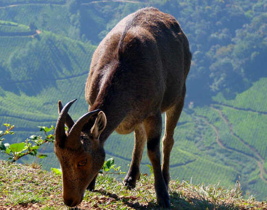 Eravikulam National Park
