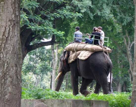 Dubare Elephant Camp