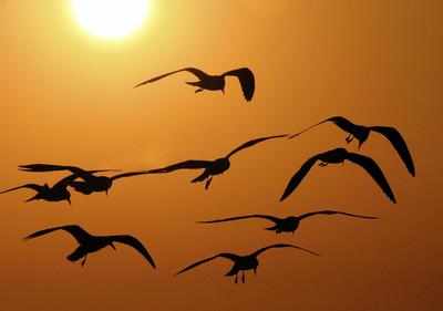 15 bird species in India critically endangered