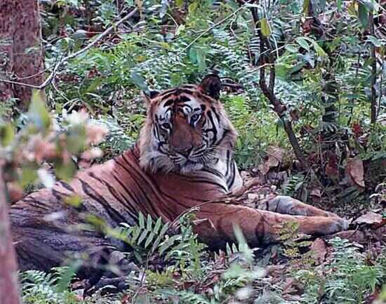 Bandhavgarh Tiger Reserve - Madhya Pradesh: Get the Detail of Bandhavgarh  Tiger Reserve on Times of India Travel