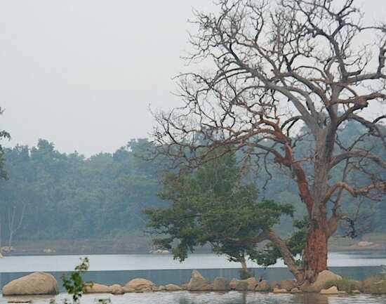 Pench National Park