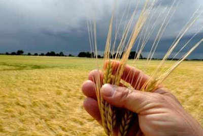 Amazing health benefits of barley