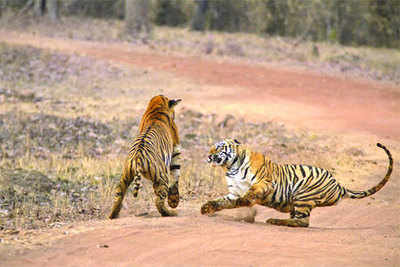 Why Tadoba Tiger reserve is losing its lustre
