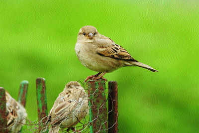 Where have all the sparrows gone?