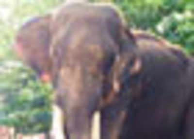Tusk sawed to save jumbo in Kerala