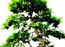 All things bonsai