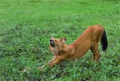 Wild dog seen for the first time in Bengal