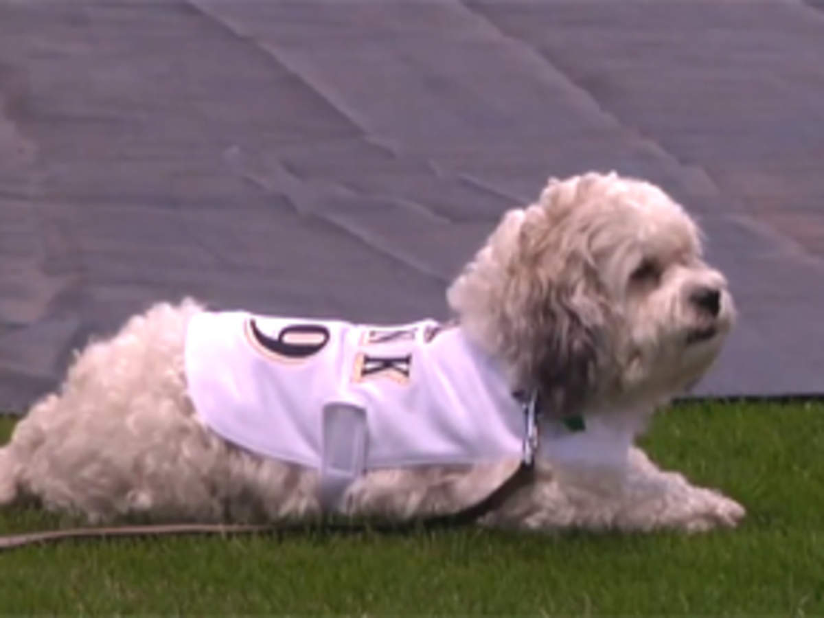 Meet Hank: The Brewers' Unofficial Mascot - ABC News