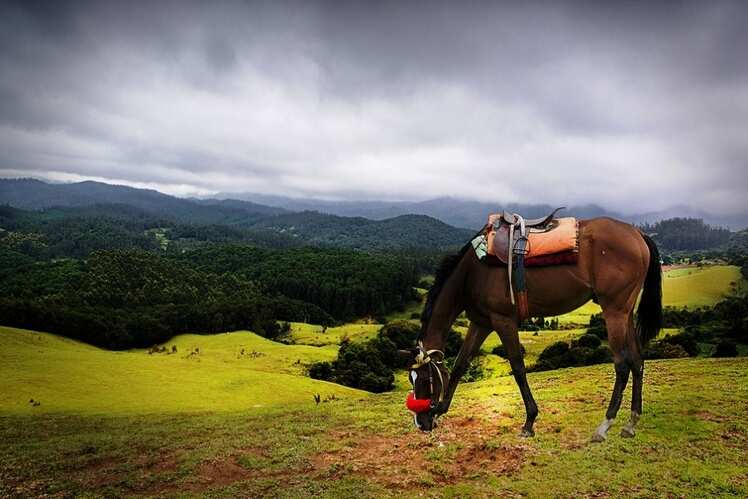 Ooty's racecourse