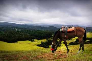 Ooty's racecourse