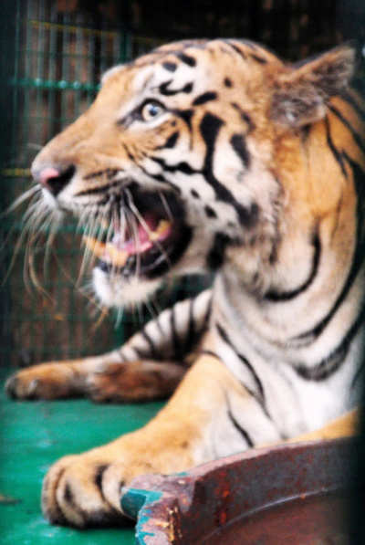 Tiger mauls fisherman to death in Sundarbans