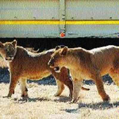 Forest department, NHAI plan speed bumps, signages to protect lions