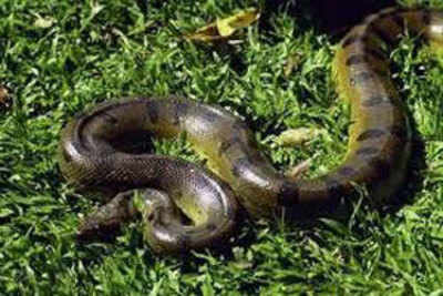 Anacondas land in Chennai, to reach Thiruvananthapuram zoo today
