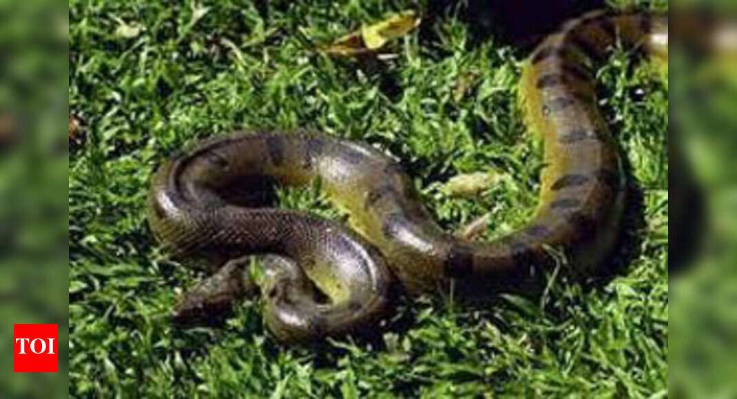 Anacondas land in Chennai, to reach Thiruvananthapuram zoo today ...