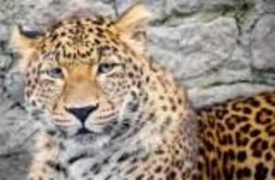 Humans and leopards can co-exist: Wildlife biologist