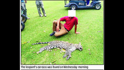Leopard found dead on Manesar golf course