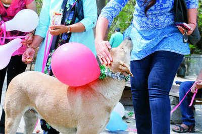 Gurgaon dog lovers indulge in some puppy love