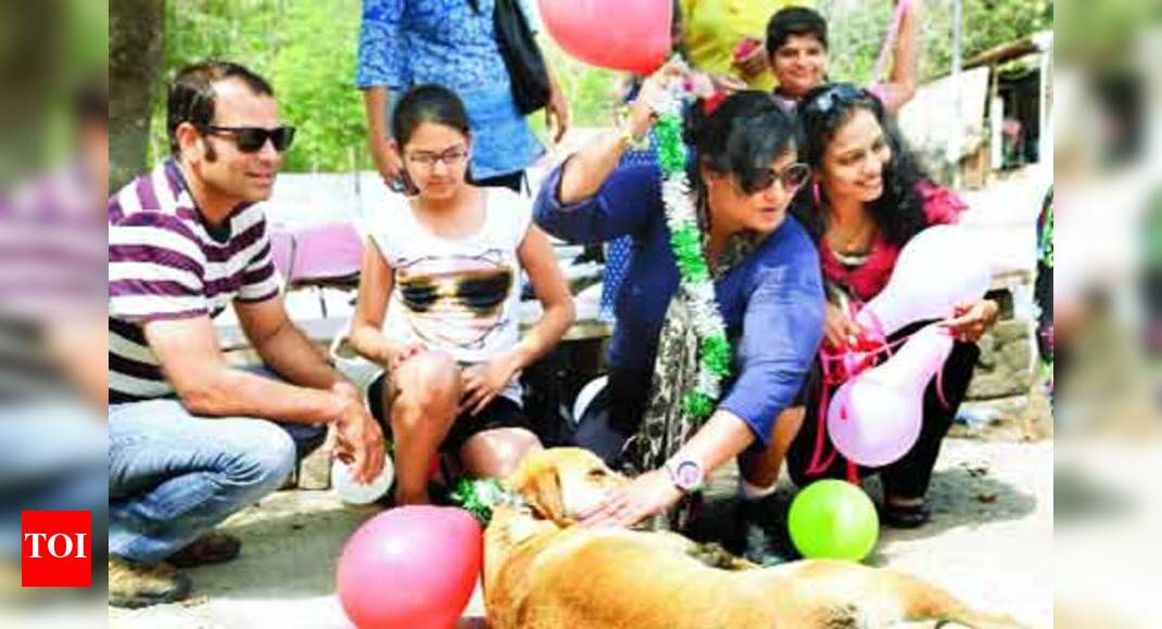 Gurgaon spreads awareness about stray dogs Times of India