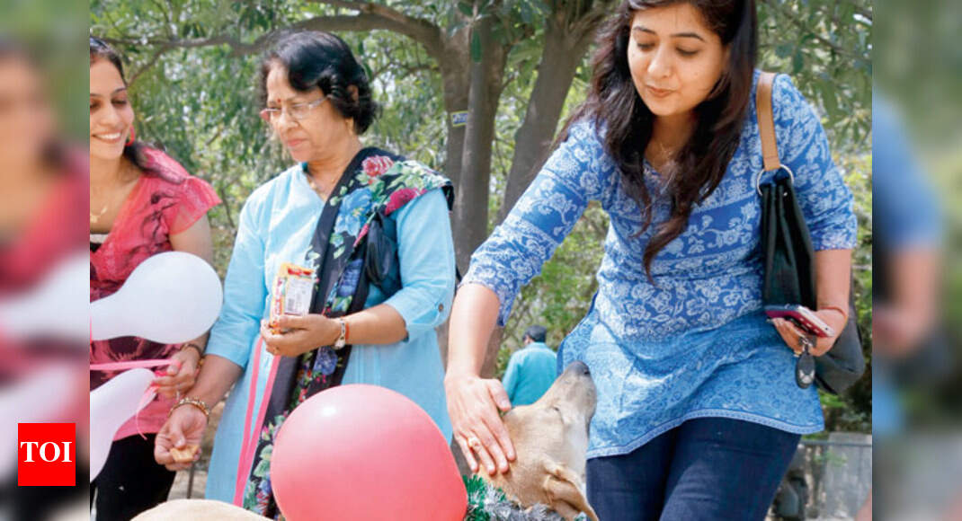 Gurgaon dog lovers spread awareness about stray dogs Events Movie