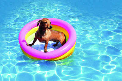 How pets cool off in summer