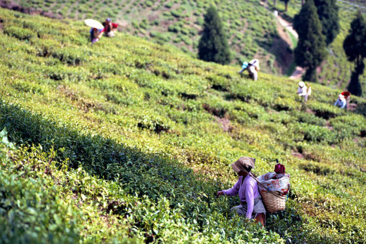 Darjeeling, West Bengal