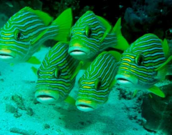 The many wonders of Raja Ampat Islands
