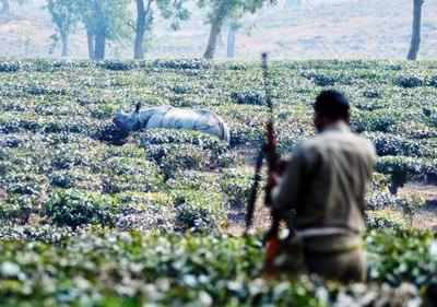 Rhino carcass recovered in Assam
