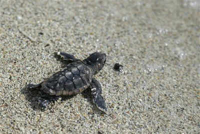 Turtles skipping mass nesting natural: Expert