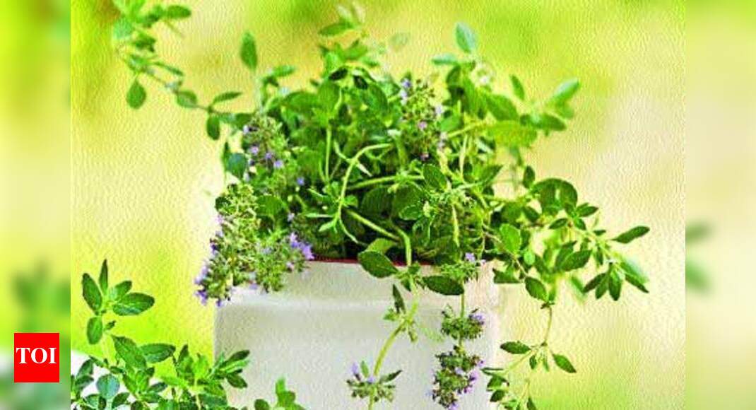 Thyme and its benefits Times of India
