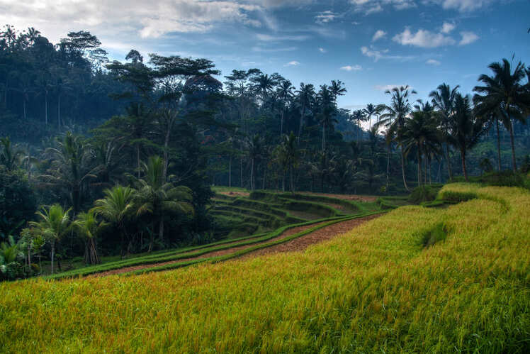 Ubud