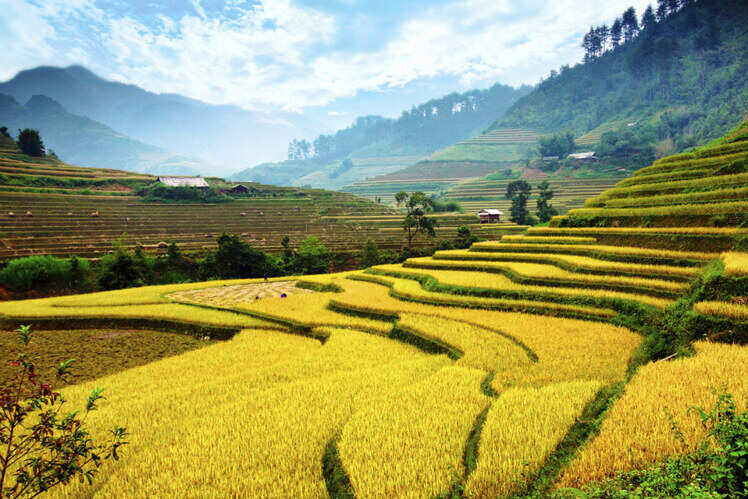 Stroll through the rice paddies
