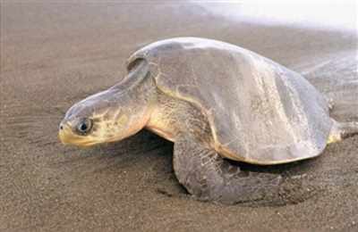 Over 4,400 Olive Ridley turtles let out into sea from hatchery