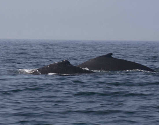 Digby Neck's whale migration