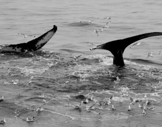 Whale watching in Tromso